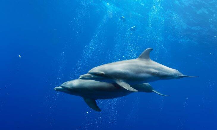Fêmea de golfinho tem clitóris e pode sentir prazer no sexo