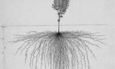 Arquivo digital reúne esboços das raízes de 1.180 plantas