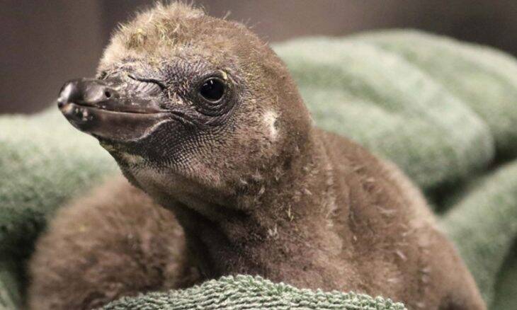 Pinguins do mesmo sexo viram pais adotivos em zoológico de Nova York