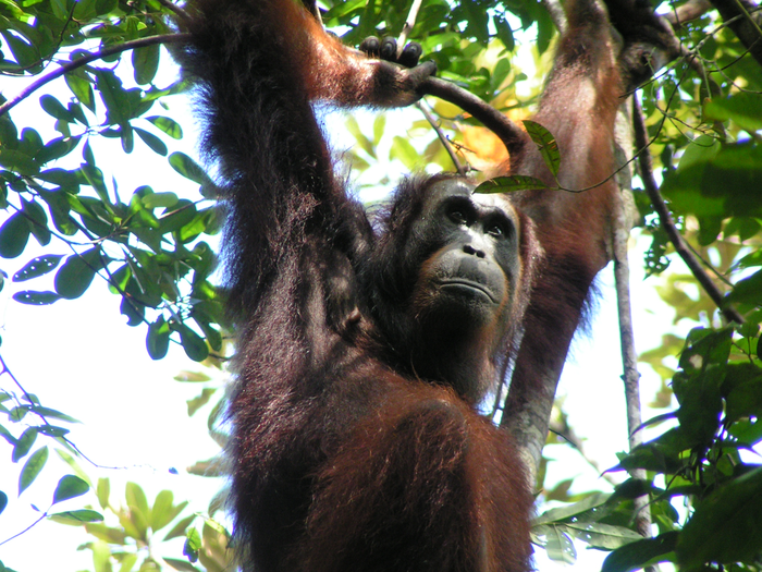 Como os humanos: vocabulário dos orangotangos é influenciado pelas interações com outros macacos