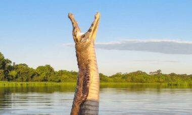 Fotógrafo flagra salto de jacaré no Pantanal