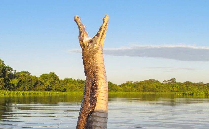 Fotógrafo flagra salto de jacaré no Pantanal