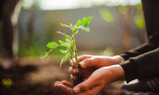 Prática de jardinagem ajuda a reduzir o risco de morte em até 20%; entenda