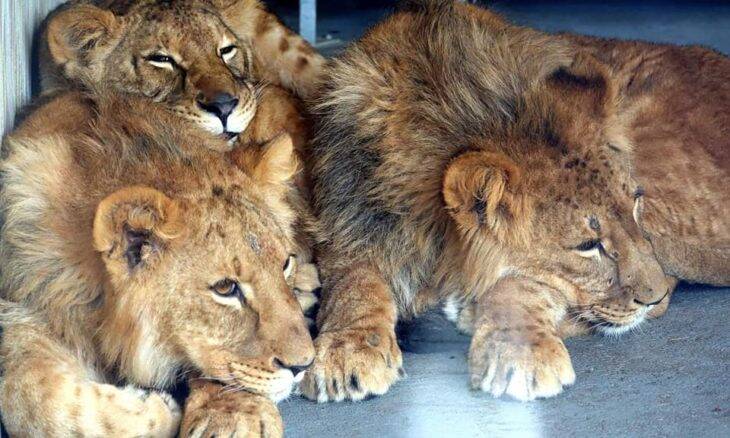 Leões e tigres da Ucrânia são resgatados e recebem abrigo na Polônia