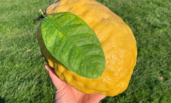 Mulher encontra limão gigante de 1,8 kg