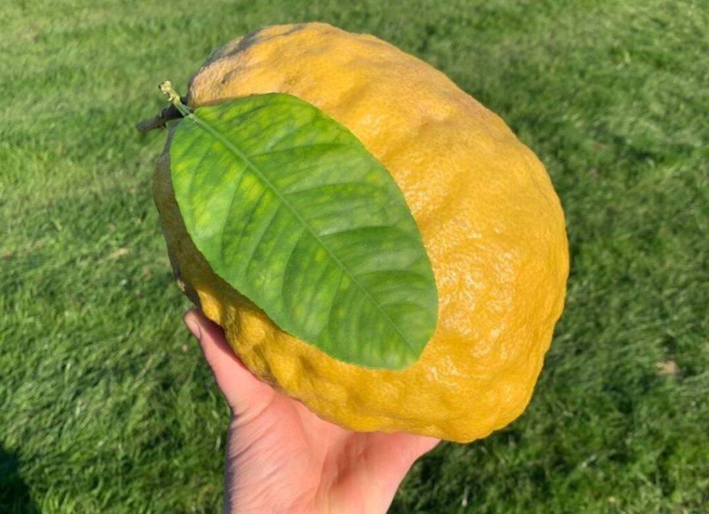 Mulher encontra limão gigante de 1,8 kg