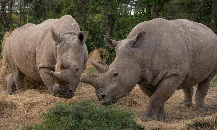 Óvulos artificiais são esperança para salvar espécie de rinocerontes; entenda