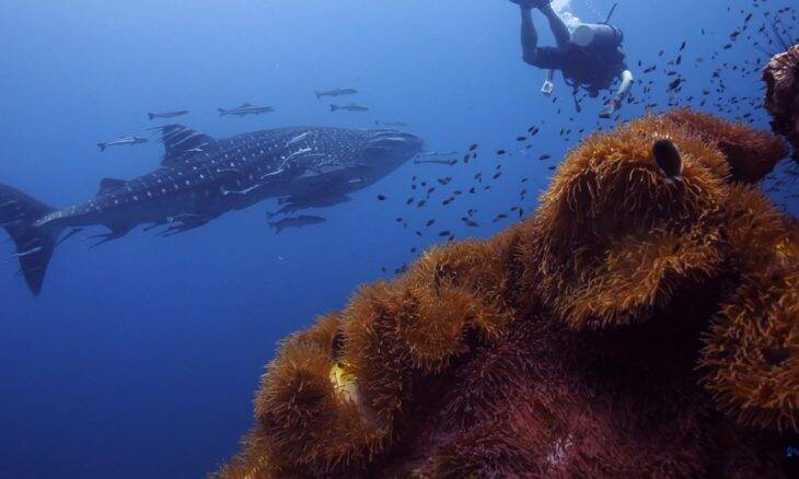 tubarao baleia