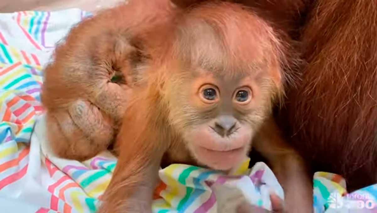 Vídeo de bebê orangotango derrete o coração de internautas
