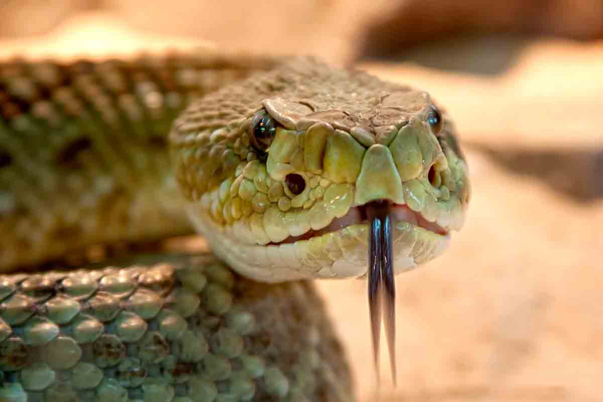 Veneno de serpente pode virar remédio contra o câncer